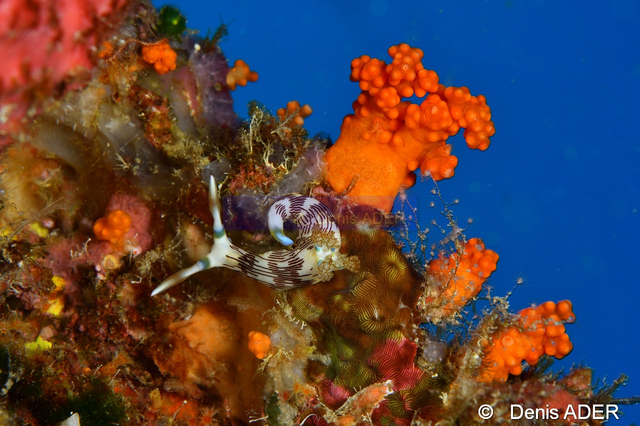 Nembrotha lineolata-Tomia Hondue Beach-15m-20180525-Denis-ADER-DSC_0355_tn.jpg